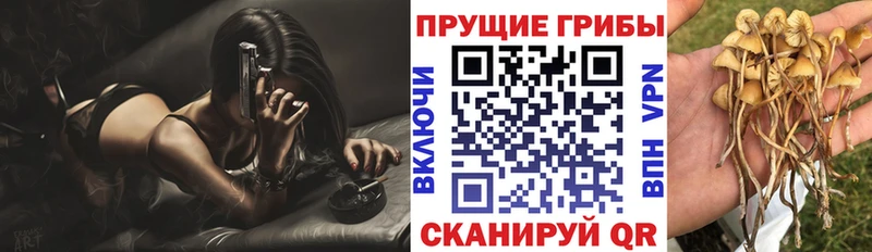 хочу наркоту блэк спрут как войти Псилоцибиновые грибы Psilocybine cubensis Нижний Тагил